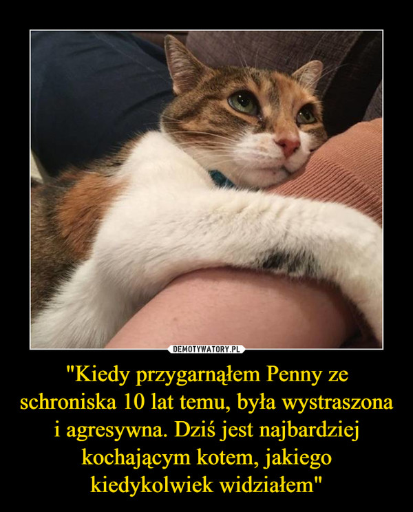 "Kiedy przygarnąłem Penny ze schroniska 10 lat temu, była wystraszona i agresywna. Dziś jest najbardziej kochającym kotem, jakiego kiedykolwiek widziałem"