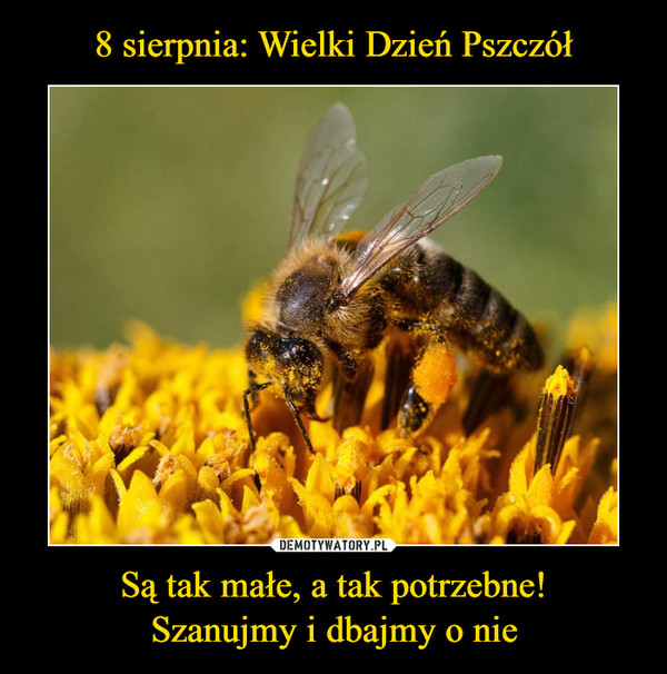 8 sierpnia: Wielki Dzień Pszczół Są tak małe, a tak potrzebne!
Szanujmy i dbajmy o nie