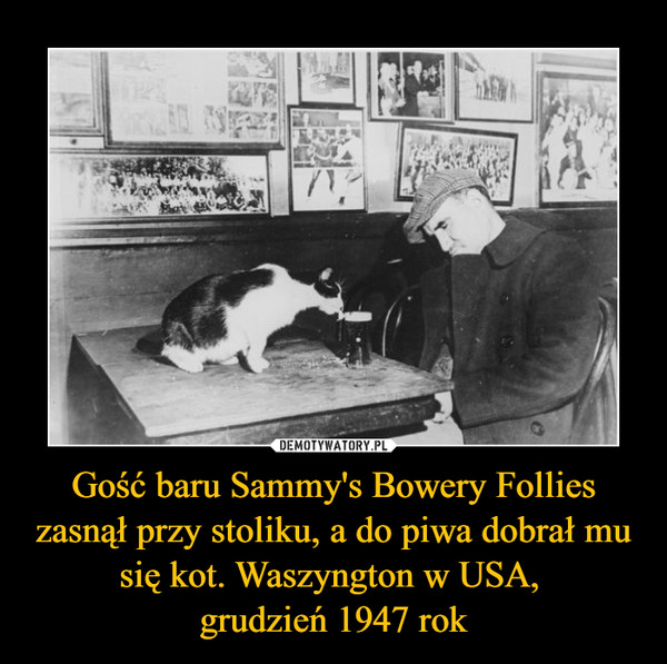 Gość baru Sammy's Bowery Follies zasnął przy stoliku, a do piwa dobrał mu się kot. Waszyngton w USA, 
grudzień 1947 rok