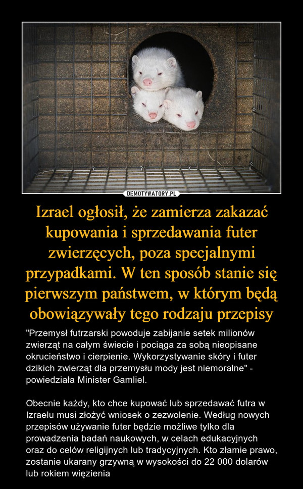 Izrael ogłosił, że zamierza zakazać kupowania i sprzedawania futer zwierzęcych, poza specjalnymi przypadkami. W ten sposób stanie się pierwszym państwem, w którym będą obowiązywały tego rodzaju przepisy