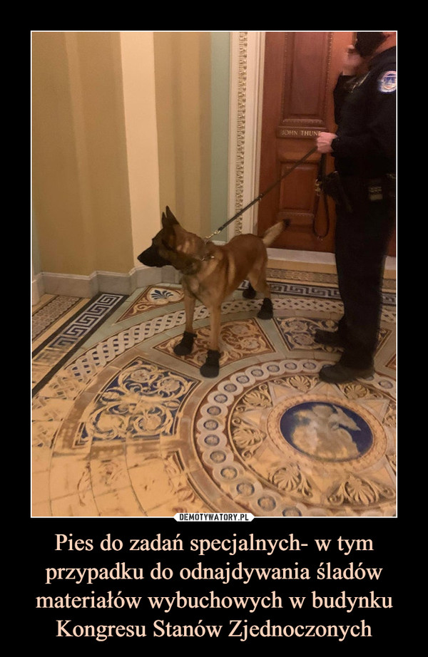 Pies do zadań specjalnych- w tym przypadku do odnajdywania śladów materiałów wybuchowych w budynku Kongresu Stanów Zjednoczonych