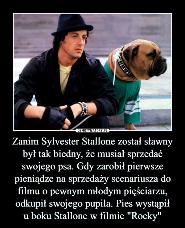 Zanim Sylvester Stallone został sławny był tak biedny, że musiał sprzedać swojego psa. Gdy zarobił pierwsze pieniądze na sprzedaży scenariusza do filmu o pewnym młodym pięściarzu, odkupił swojego pupila. Pies wystąpił
u boku Stallone w filmie "Rocky"