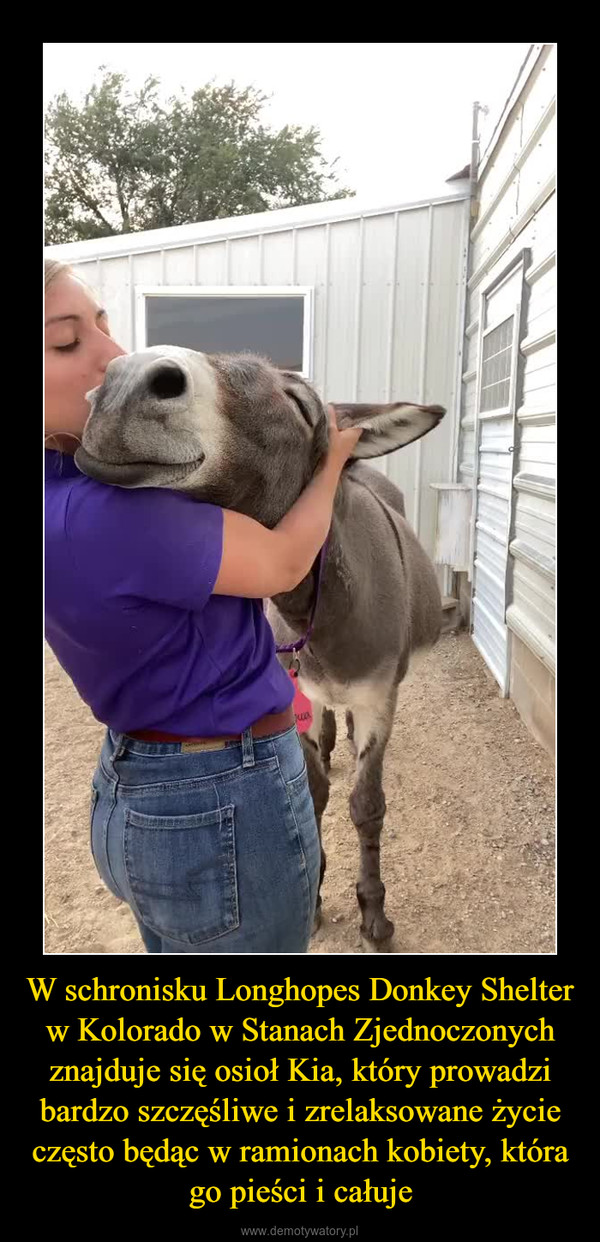 W schronisku Longhopes Donkey Shelter w Kolorado w Stanach Zjednoczonych znajduje się osioł Kia, który prowadzi bardzo szczęśliwe i zrelaksowane życie często będąc w ramionach kobiety, która go pieści i całuje –  