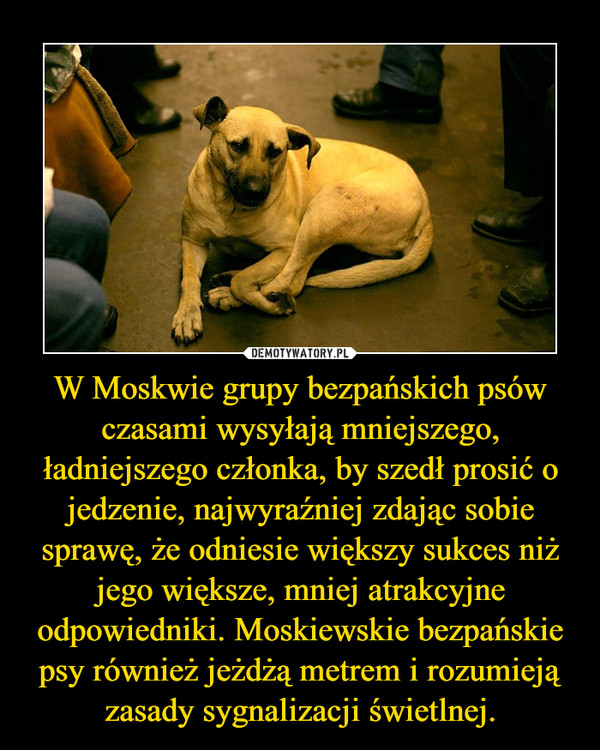 W Moskwie grupy bezpańskich psów czasami wysyłają mniejszego, ładniejszego członka, by szedł prosić o jedzenie, najwyraźniej zdając sobie sprawę, że odniesie większy sukces niż jego większe, mniej atrakcyjne odpowiedniki. Moskiewskie bezpańskie psy również jeżdżą metrem i rozumieją zasady sygnalizacji świetlnej. –  