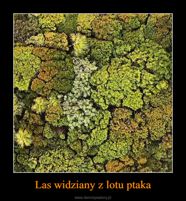 Las widziany z lotu ptaka –  