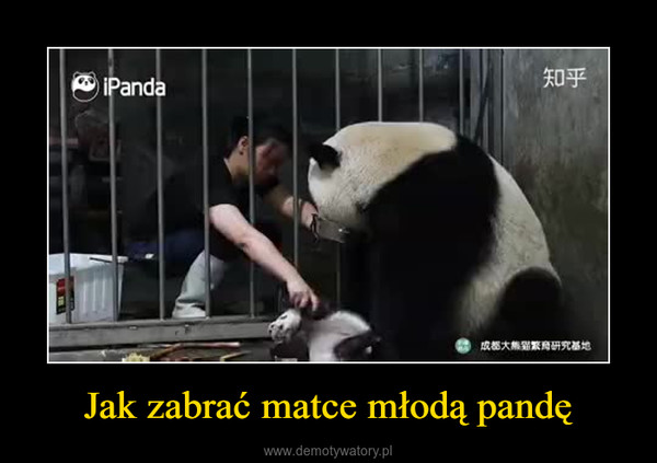 Jak zabrać matce młodą pandę –  