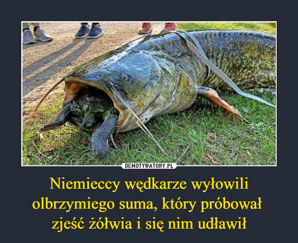 Niemieccy wędkarze wyłowili olbrzymiego suma, który próbował zjeść żółwia i się nim udławił –  