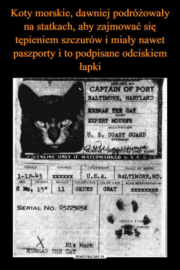 Koty morskie, dawniej podróżowały na statkach, aby zajmować się tępieniem szczurów i miały nawet paszporty i to podpisane odciskiem łapki
