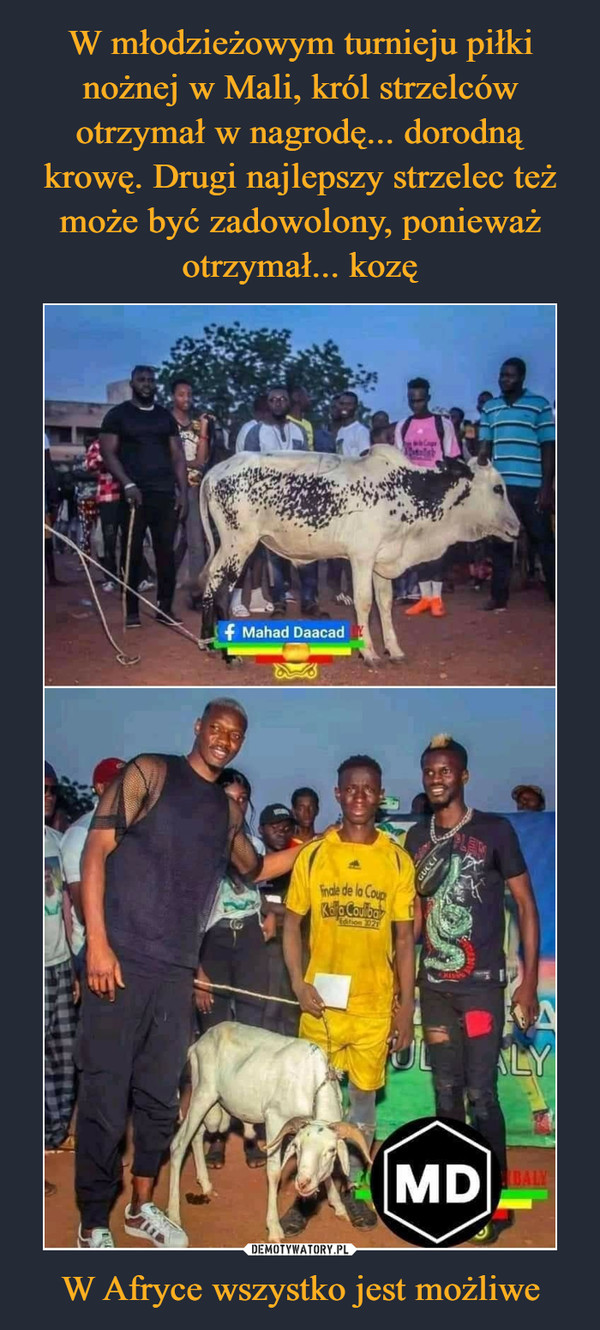 W młodzieżowym turnieju piłki nożnej w Mali, król strzelców otrzymał w nagrodę... dorodną krowę. Drugi najlepszy strzelec też może być zadowolony, ponieważ otrzymał... kozę W Afryce wszystko jest możliwe