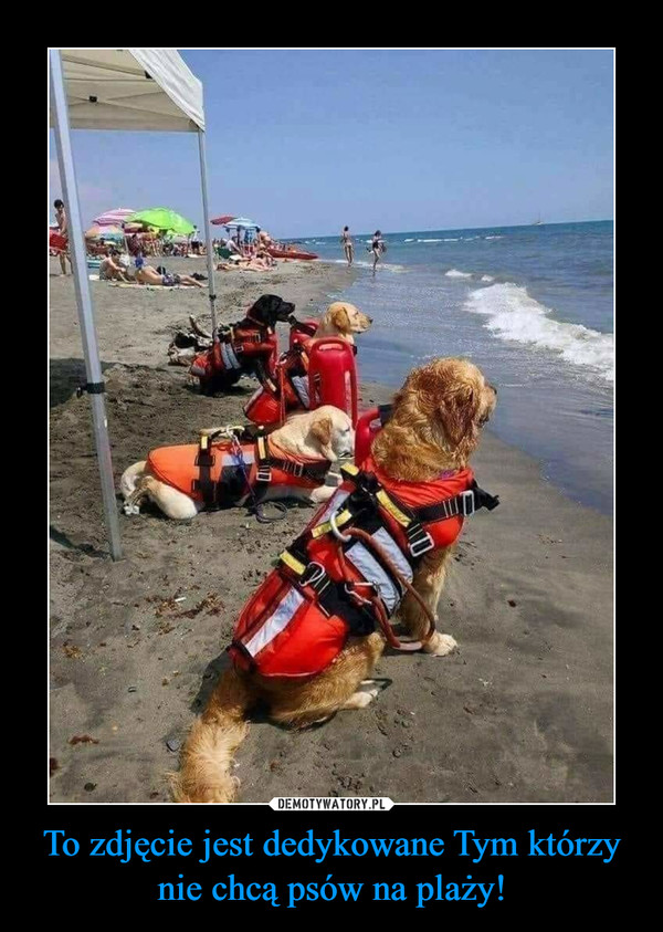 To zdjęcie jest dedykowane Tym którzy nie chcą psów na plaży!