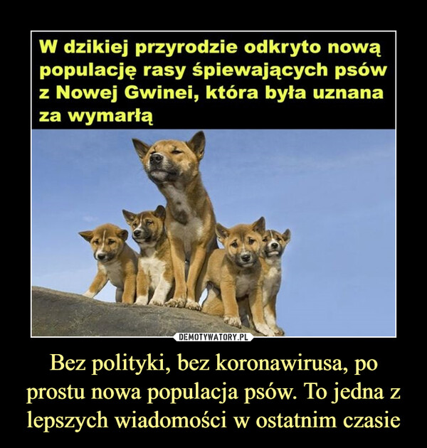 Bez polityki, bez koronawirusa, po prostu nowa populacja psów. To jedna z lepszych wiadomości w ostatnim czasie