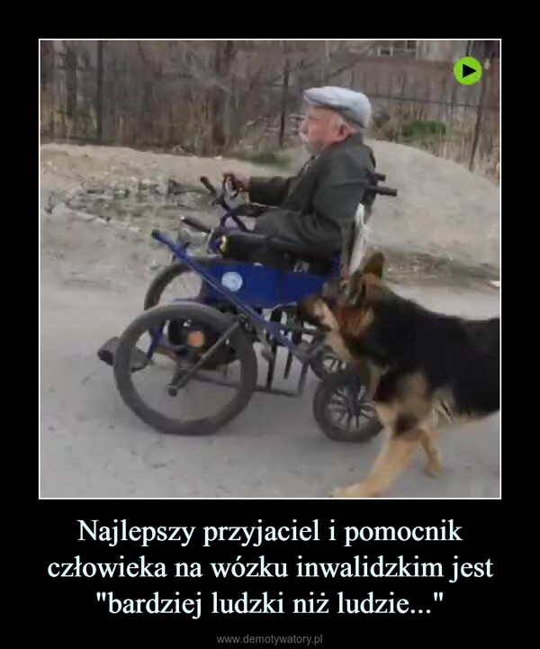 Najlepszy przyjaciel i pomocnik człowieka na wózku inwalidzkim jest "bardziej ludzki niż ludzie..." –  