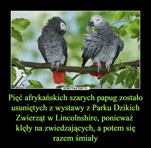 Pięć afrykańskich szarych papug zostało usuniętych z wystawy z Parku Dzikich Zwierząt w Lincolnshire, ponieważ klęły na zwiedzających, a potem się razem śmiały –  