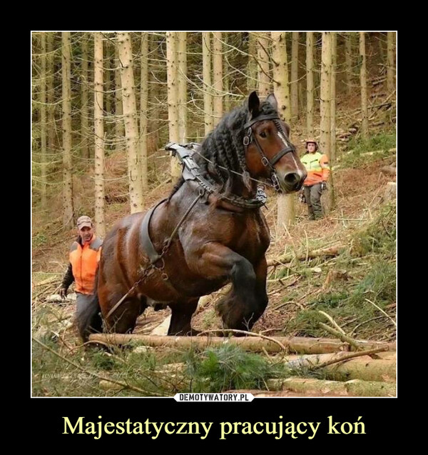 Majestatyczny pracujący koń –  