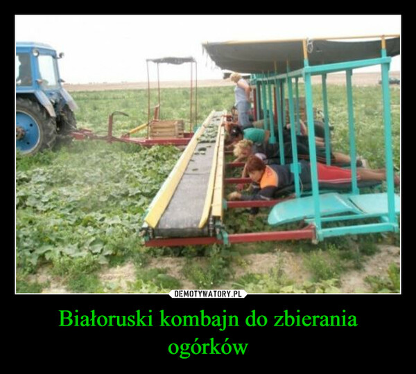 Białoruski kombajn do zbierania ogórków –  