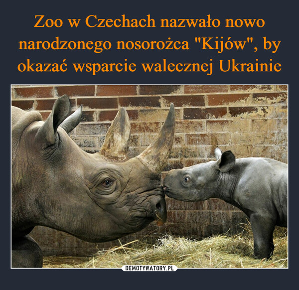Zoo w Czechach nazwało nowo narodzonego nosorożca "Kijów", by okazać wsparcie walecznej Ukrainie