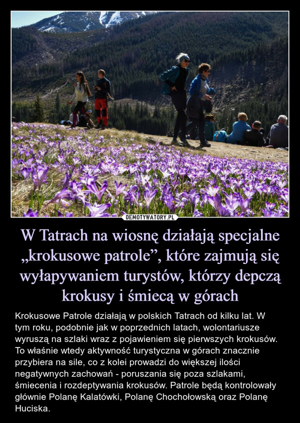 W Tatrach na wiosnę działają specjalne „krokusowe patrole”, które zajmują się wyłapywaniem turystów, którzy depczą krokusy i śmiecą w górach – Krokusowe Patrole działają w polskich Tatrach od kilku lat. W tym roku, podobnie jak w poprzednich latach, wolontariusze wyruszą na szlaki wraz z pojawieniem się pierwszych krokusów. To właśnie wtedy aktywność turystyczna w górach znacznie przybiera na sile, co z kolei prowadzi do większej ilości negatywnych zachowań - poruszania się poza szlakami, śmiecenia i rozdeptywania krokusów. Patrole będą kontrolowały głównie Polanę Kalatówki, Polanę Chochołowską oraz Polanę Huciska. 