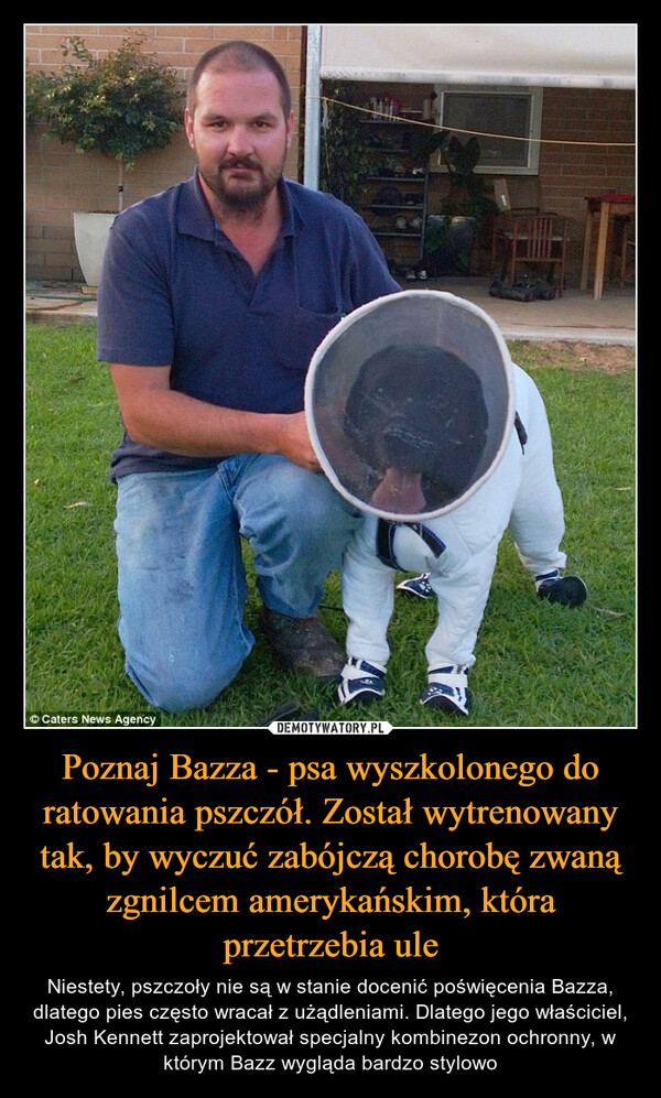 Poznaj Bazza - psa wyszkolonego do ratowania pszczół. Został wytrenowany tak, by wyczuć zabójczą chorobę zwaną zgnilcem amerykańskim, która przetrzebia ule