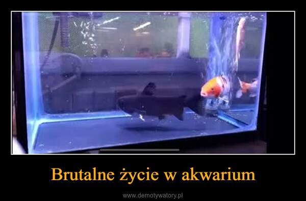 Brutalne życie w akwarium –  