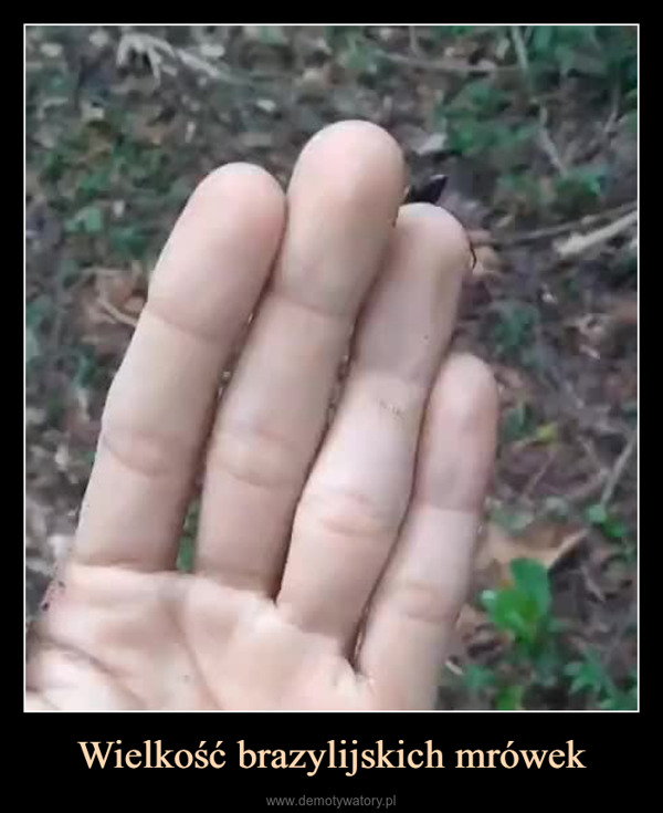Wielkość brazylijskich mrówek –  