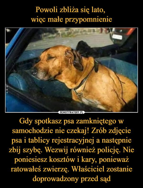 Gdy spotkasz psa zamkniętego w samochodzie nie czekaj! Zrób zdjęcie psa i tablicy rejestracyjnej a następnie zbij szybę. Wezwij również policję. Nie poniesiesz kosztów i kary, ponieważ ratowałeś zwierzę. Właściciel zostanie doprowadzony przed sąd –  