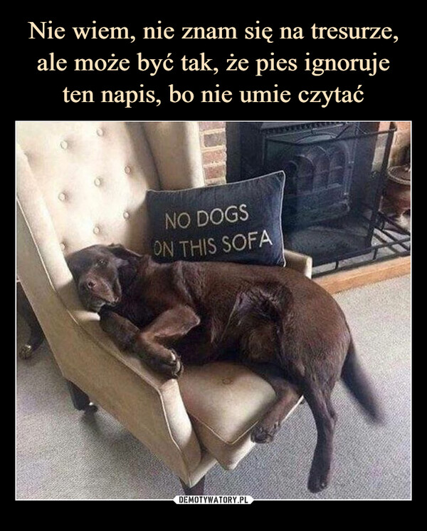  –  NO DOGS ON THIS SOFA