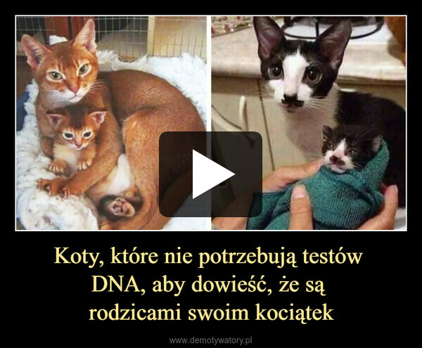 Koty, które nie potrzebują testów DNA, aby dowieść, że są rodzicami swoim kociątek –  