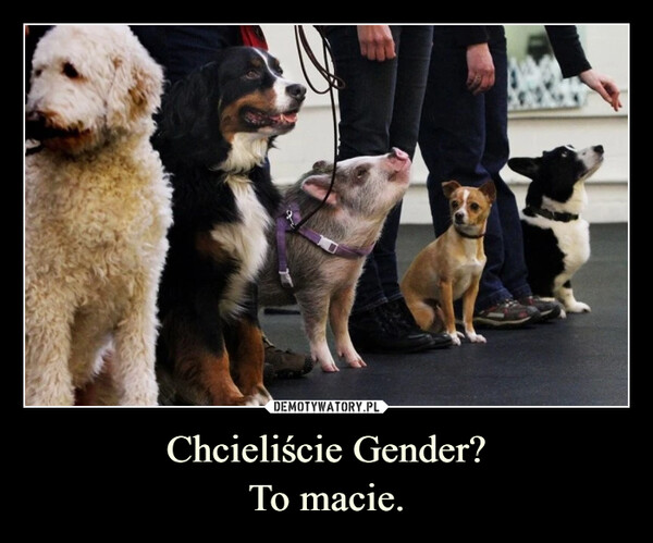 Chcieliście Gender?To macie. –  