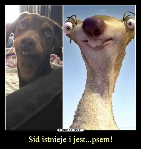 Sid istnieje i jest...psem! –  