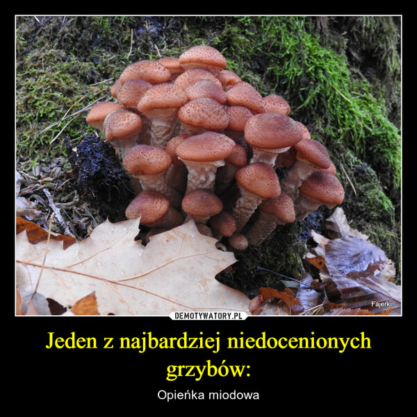 Jeden z najbardziej niedocenionych grzybów: