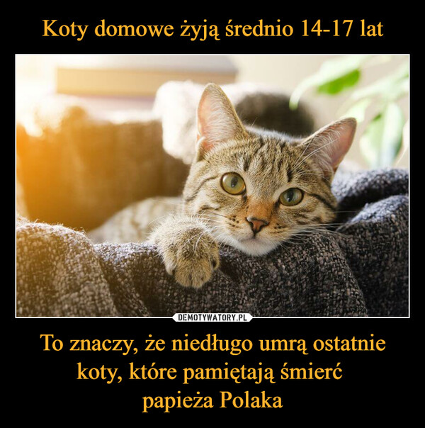 Koty domowe żyją średnio 14-17 lat To znaczy, że niedługo umrą ostatnie koty, które pamiętają śmierć 
papieża Polaka