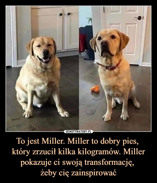 To jest Miller. Miller to dobry pies, który zrzucił kilka kilogramów. Miller pokazuje ci swoją transformację, żeby cię zainspirować –  