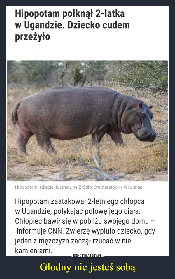 Głodny nie jesteś sobą –  Hipopotam połknął 2-latkaw Ugandzie. Dziecko cudemprzeżyło