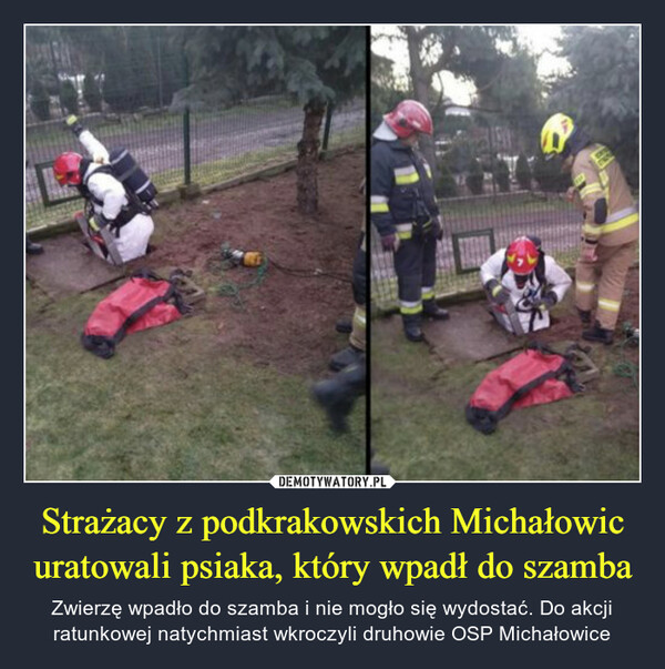 Strażacy z podkrakowskich Michałowic uratowali psiaka, który wpadł do szamba – Zwierzę wpadło do szamba i nie mogło się wydostać. Do akcji ratunkowej natychmiast wkroczyli druhowie OSP Michałowice 