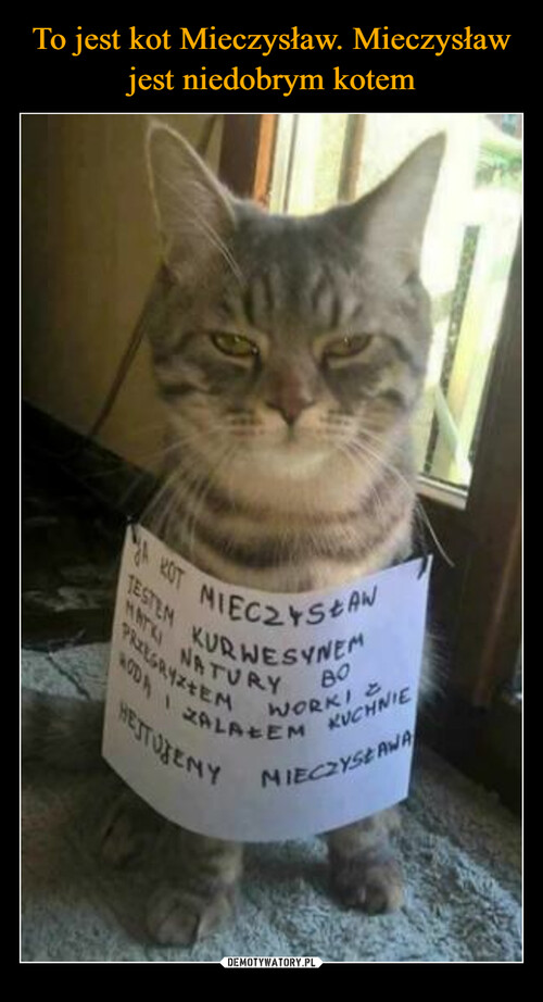 To jest kot Mieczysław. Mieczysław jest niedobrym kotem