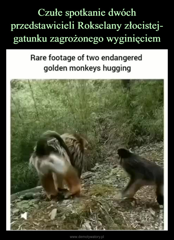 –  Rare footage of two endangeredgolden monkeys hugging