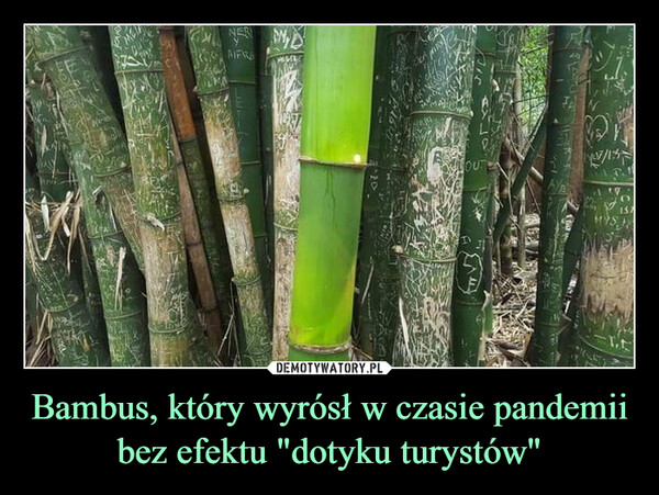 Bambus, który wyrósł w czasie pandemii bez efektu "dotyku turystów" –  NE NYDRAIFRE MAGEREOUTNB.1.CO4:1/20