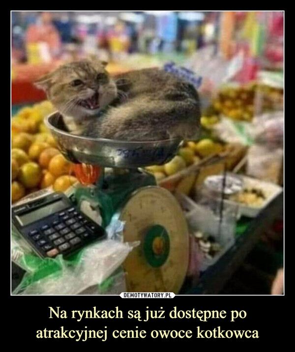 Na rynkach są już dostępne po atrakcyjnej cenie owoce kotkowca –  