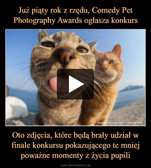 Już piąty rok z rzędu, Comedy Pet Photography Awards ogłasza konkurs Oto zdjęcia, które będą brały udział w finale konkursu pokazującego te mniej poważne momenty z życia pupili
