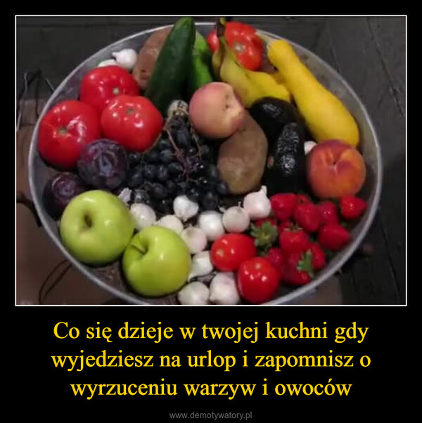 Co się dzieje w twojej kuchni gdy wyjedziesz na urlop i zapomnisz o wyrzuceniu warzyw i owoców –  