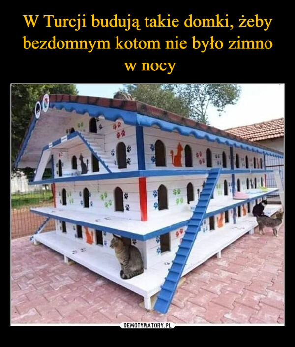 W Turcji budują takie domki, żeby bezdomnym kotom nie było zimno
 w nocy