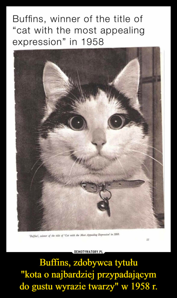 Buffins, zdobywca tytułu"kota o najbardziej przypadającymdo gustu wyrazie twarzy" w 1958 r. –  Buffins, winner of the title of"cat with the most appealingexpression" in 1958Buffins, winner of the title of "Cat with the Most Appealing Expression in 1958.51