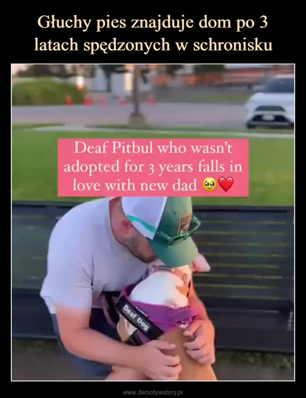  –  Deaf Pitbul who wasn'tadopted for 3 years falls inlove with new dadDeaf Dog