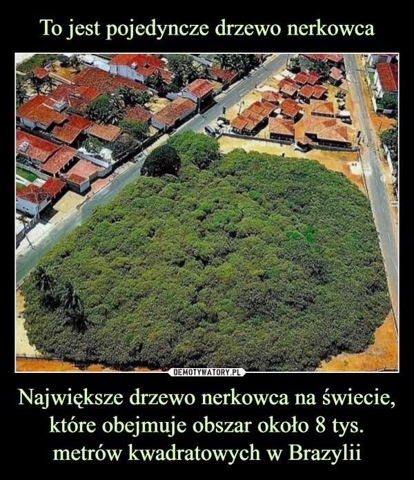 To jest pojedyncze drzewo nerkowca Największe drzewo nerkowca na świecie, które obejmuje obszar około 8 tys. metrów kwadratowych w Brazylii