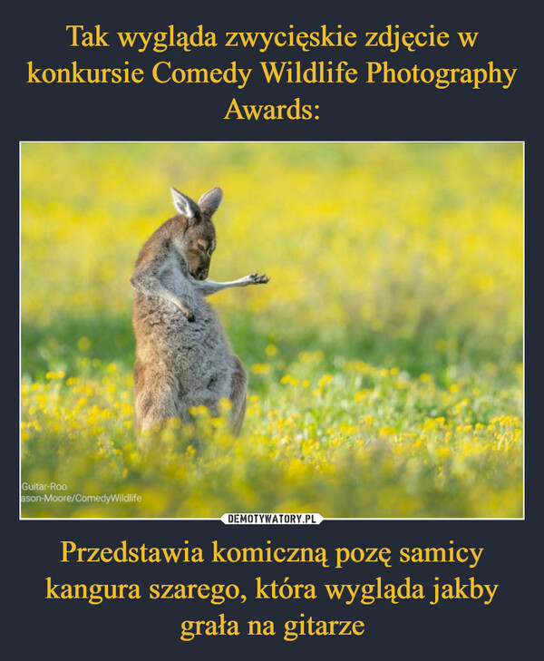 Tak wygląda zwycięskie zdjęcie w konkursie Comedy Wildlife Photography Awards: Przedstawia komiczną pozę samicy kangura szarego, która wygląda jakby grała na gitarze