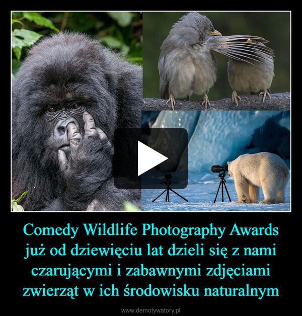 Comedy Wildlife Photography Awards już od dziewięciu lat dzieli się z nami czarującymi i zabawnymi zdjęciami zwierząt w ich środowisku naturalnym