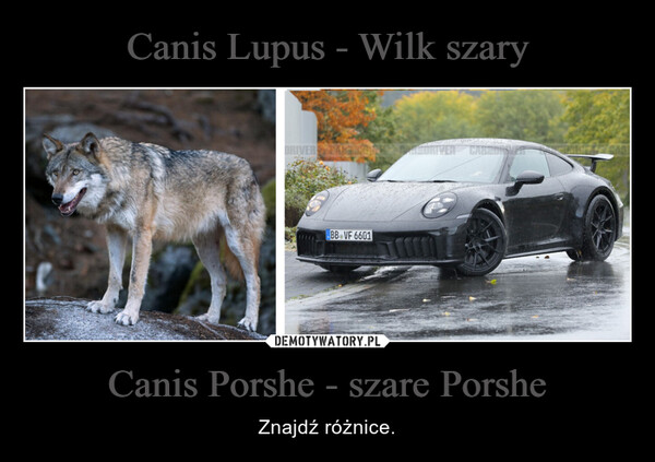 Canis Porshe - szare Porshe – Znajdź różnice. DRIVER TAKEDOVEBB VF 6601CARE