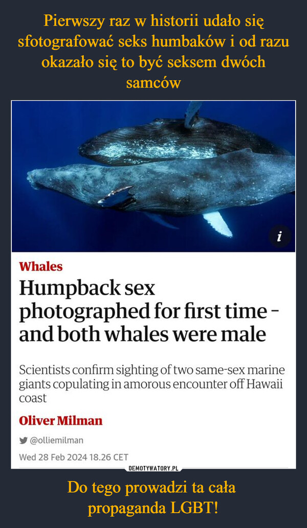 Do tego prowadzi ta cała propaganda LGBT! –  WhalesiHumpback sexphotographed for first time -and both whales were maleScientists confirm sighting of two same-sex marinegiants copulating in amorous encounter off HawaiicoastOliver Milman@olliemilmanWed 28 Feb 2024 18.26 CET