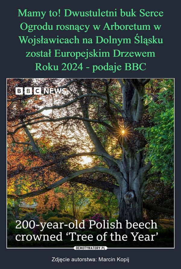  – Zdjęcie autorstwa: Marcin Kopij bbcnewsNEWSBBC NEWS200-year-old Polish beechcrowned 'Tree of the Year'отΣ