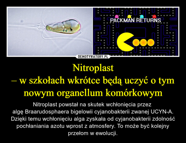 Nitroplast– w szkołach wkrótce będą uczyć o tym nowym organellum komórkowym – Nitroplast powstał na skutek wchłonięcia przez algę Braarudosphaera bigelowii cyjanobakterii zwanej UCYN-A. Dzięki temu wchłonięciu alga zyskała od cyjanobakterii zdolność pochłaniania azotu wprost z atmosfery. To może być kolejny przełom w ewolucji. PACKMAN RETURNS..
